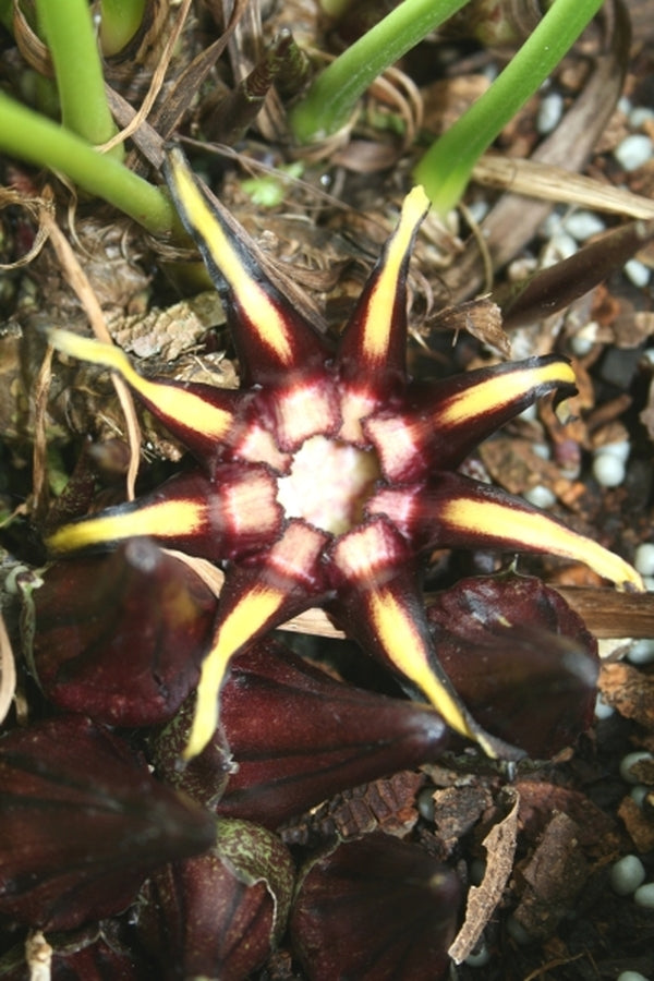 Image of Aspidistra pulchella 'Stretch Marks' taken at Juniper Level Botanic Gdn, NC by JLBG