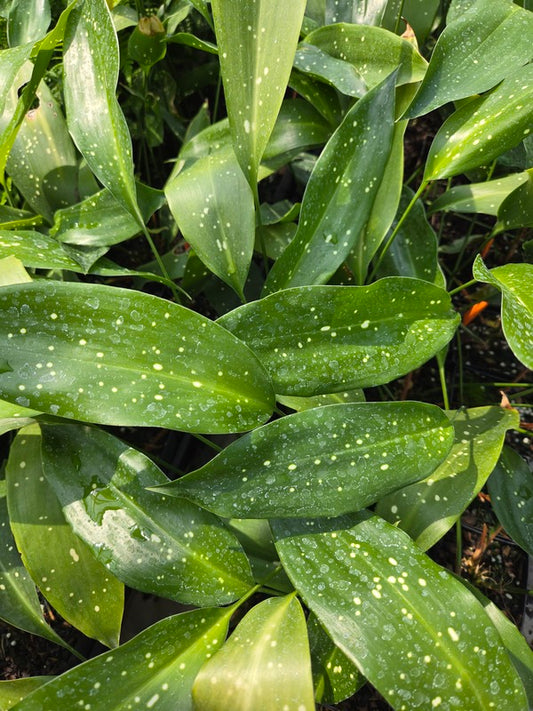 Image of Aspidistra quadripartita 'Giraffe' taken at Juniper Level Botanic Gdn, NC by JLBG