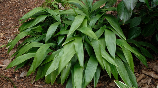 Image of Aspidistra retusa 'Nanjing Green' taken at Juniper Level Botanic Gdn, NC by JLBG