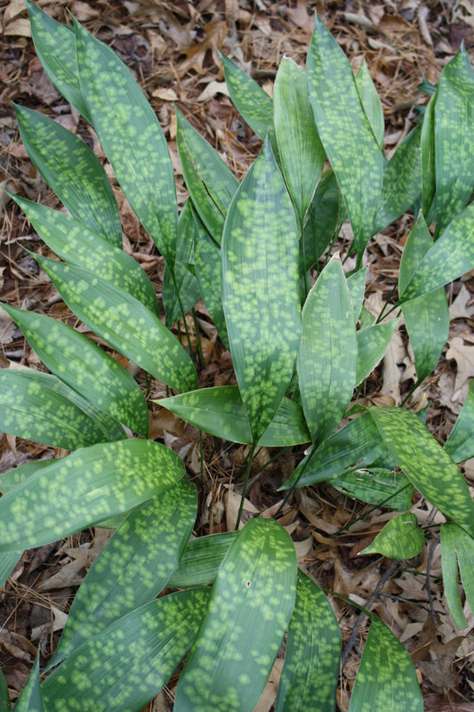 Image of Aspidistra sichuanensis 'Clouded Leopard' taken at Duke Gdns, NC by JLBG