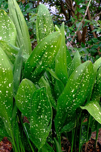 Learn about Aspidistra sichuanensis 'Rawhide' | Rawhide Cast Iron