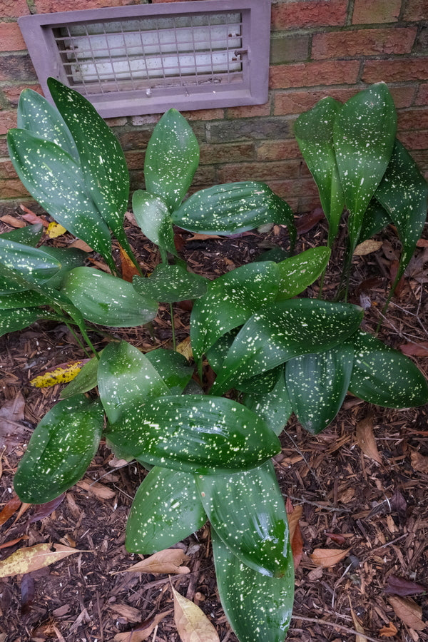 Image of Aspidistra sichuanensis 'Rawhide' taken at Juniper Level Botanic Gdn, NC by JLBG