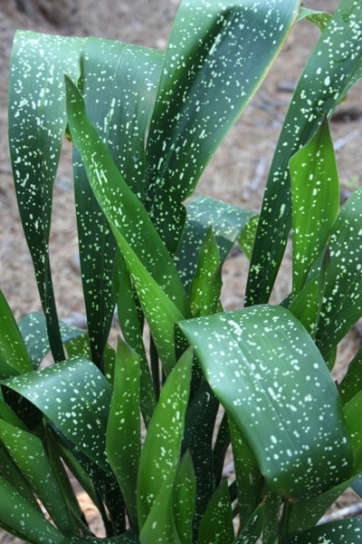 Learn about Aspidistra sichuanensis 'Spek-tacular' | Spek-tacular Cast Iron  Plant