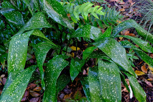 Image of Aspidistra sichuanensis 'Spek-tacular' taken at Juniper Level Botanic Gdn, NC by JLBG