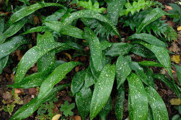 Image of Aspidistra sichuanensis 'Spek-tacular' taken at Juniper Level Botanic Gdn, NC by JLBG