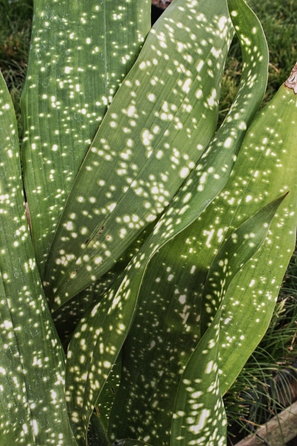 Image of Aspidistra sichuanensis 'Yellow Hammer' taken at Juniper Level Botanic Gdn, NC by JLBG
