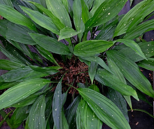 Image of Aspidistra subrotata 'Mr. Jiew' taken at Juniper Level Botanic Gdn, NC