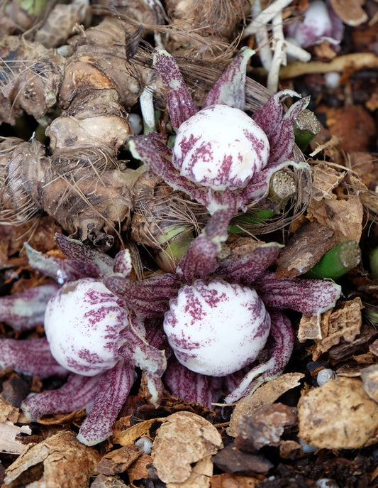 Image of Aspidistra subrotata 'Spotted Fever' taken at Juniper Level Botanic Gdn, NC by JLBG