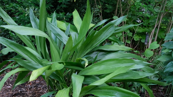 Image of Aspidistra sutepensis 'Chiang-Dao Chace' taken at Juniper Level Botanic Gdn, NC by JLBG
