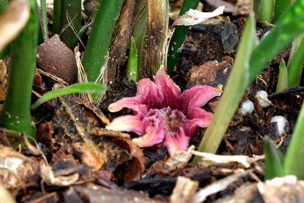 Image of Aspidistra vietnamensis 'Seiun' taken at Juniper Level Botanic Gdn, NC by JLBG