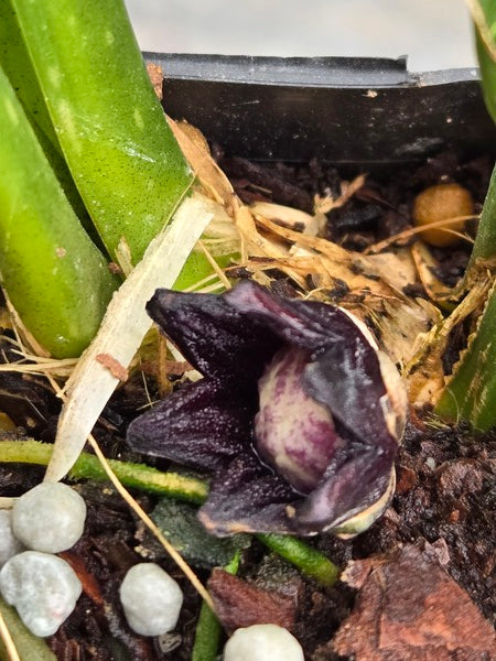 Image of Aspidistra yingjiangensis 'Barry's Big Splash' taken at Juniper Level Botanic Gdn, NC by JLBG