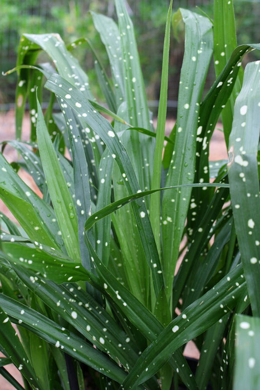 Image of Aspidistra yingjiangensis 'Singapore Sling' taken at Juniper Level Botanic Gdn, NC by JLBG