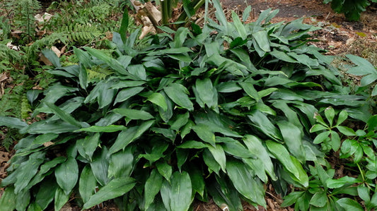 Image of Aspidistra zongbayi 'Green Carpet' taken at Juniper Level Botanic Gdn, NC by JLBG