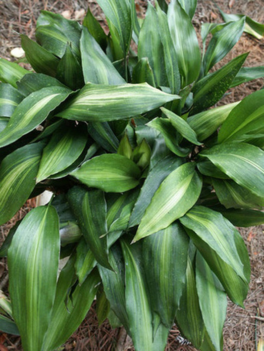 Image of Aspidistra zongbayi 'Yunnan Sunbeam' taken at Juniper Level Botanic Gdn, NC by JLBG