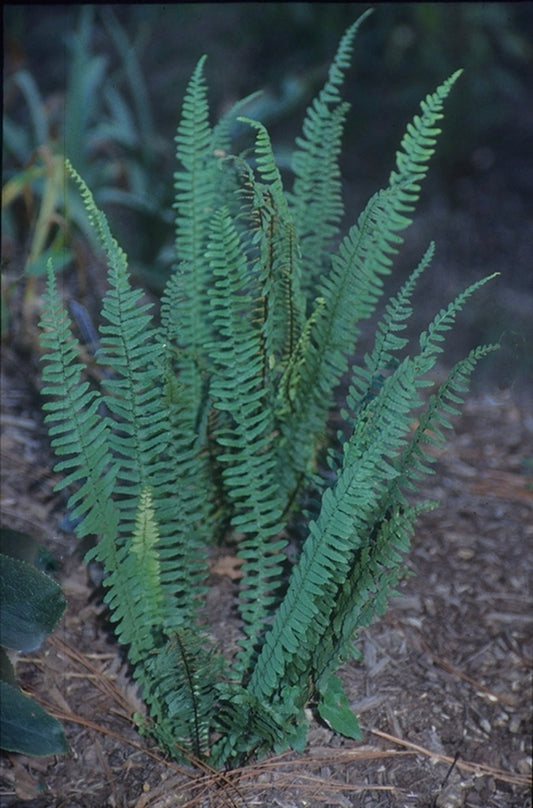 Image of Asplenium platyneuron 'Brunswick Giant'