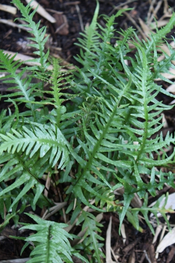 Image of Asplenium tutwilerae taken at Juniper Level Botanic Gdn, NC by JLBG
