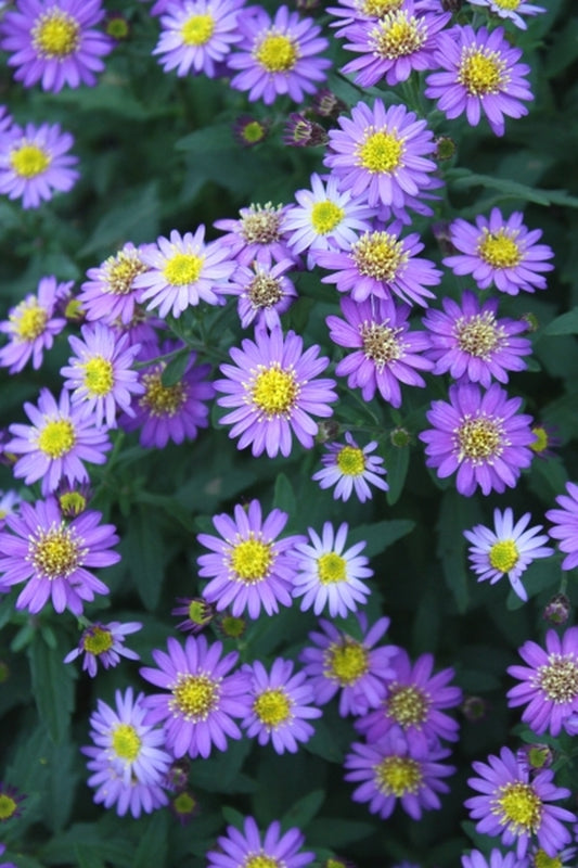 Image of Aster ageratoides 'Ezo Murasaki' taken at Juniper Level Botanic Gdn, NC by JLBG