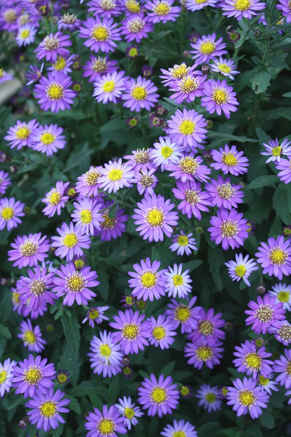 Image of Aster ageratoides 'Ezo Murasaki' taken at Juniper Level Botanic Gdn, NC by JLBG