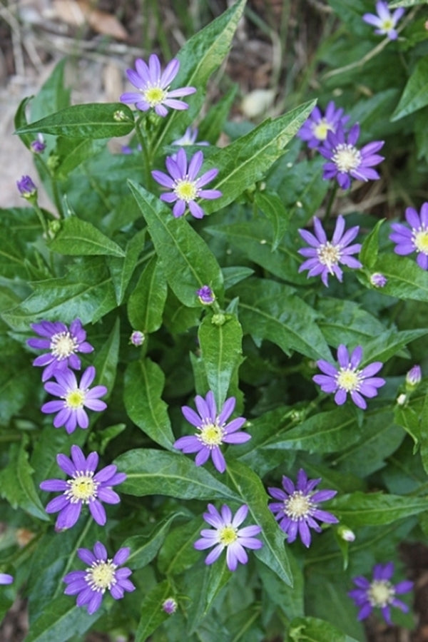 Image of Aster savatieri 'Edo Murasaki' taken at Juniper Level Botanic Gdn, NC by JLBG