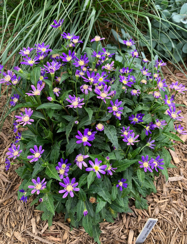 Image of Aster savatieri 'Edo Murasaki' taken at Juniper Level Botanic Garden, Raleigh NC by Lidia Churakova