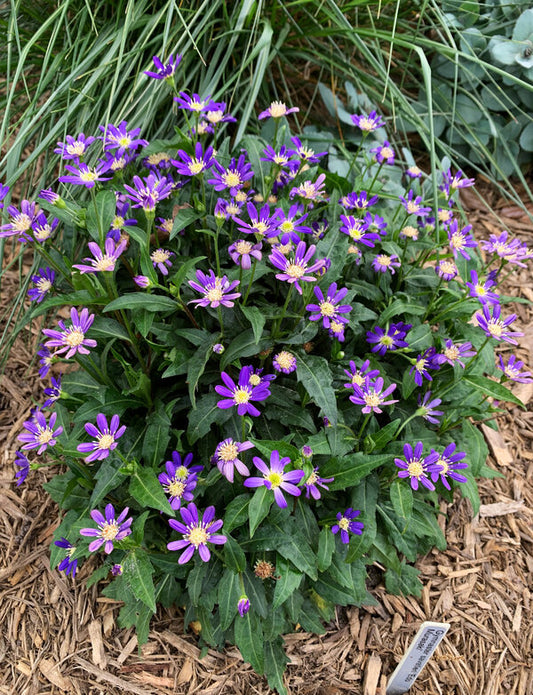Image of Aster savatieri 'Edo Murasaki' taken at Juniper Level Botanic Garden, Raleigh NC by Lidia Churakova