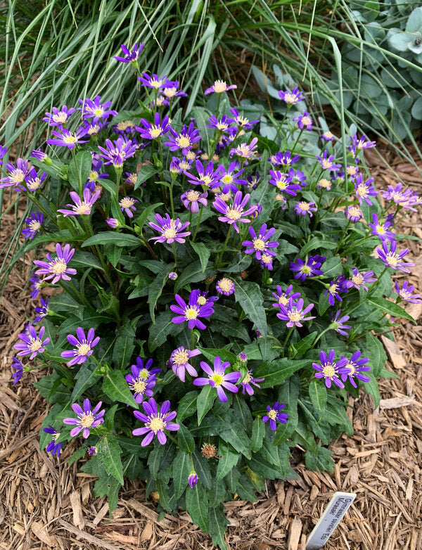 Image of Aster savatieri 'Edo Murasaki' taken at Juniper Level Botanic Garden, Raleigh NC by Lidia Churakova