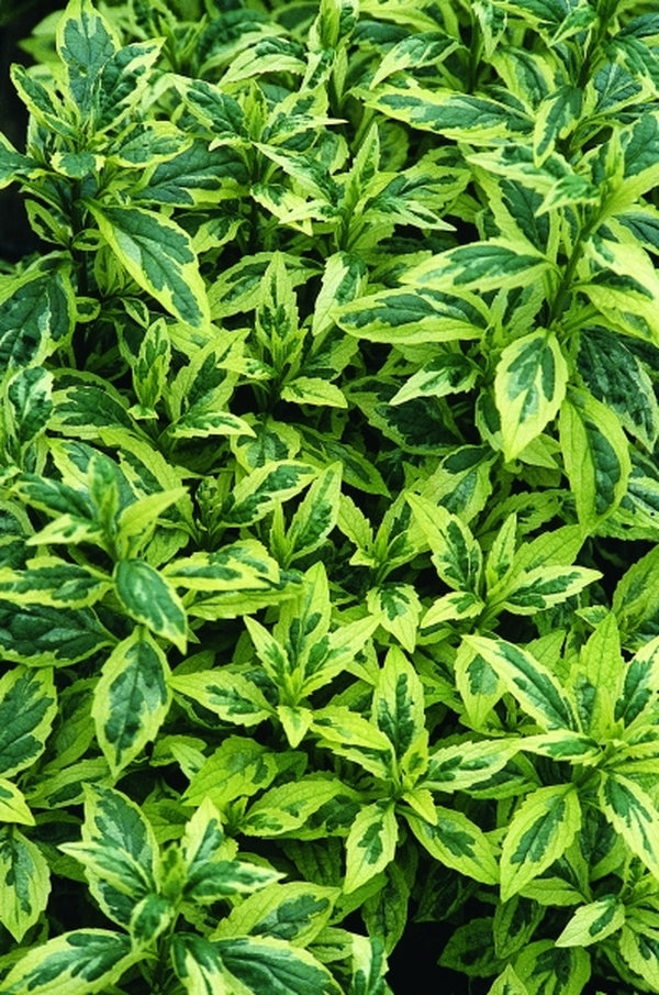 Image of Aster yomena 'Shogun' taken at Juniper Level Botanic Gdn, NC by JLBG