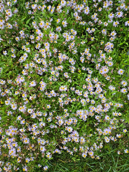 Image of Aster yomena 'Shogun' taken at Juniper Level Botanic Gdn, NC by JLBG