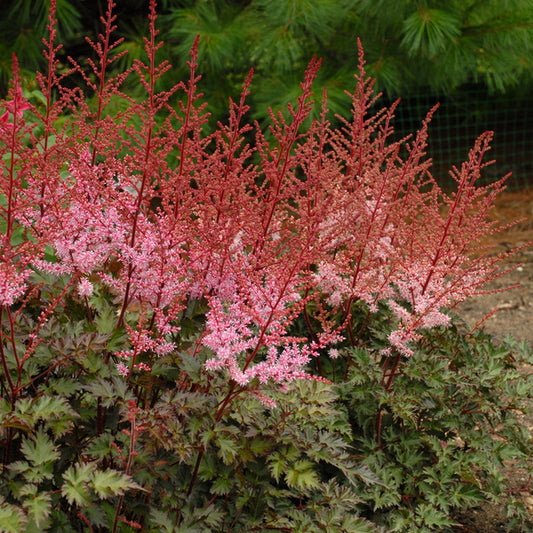 Image of Astilbe 'Delft Lace' PP 19,839 taken at Walters Gardens, MI by Walters Gardens