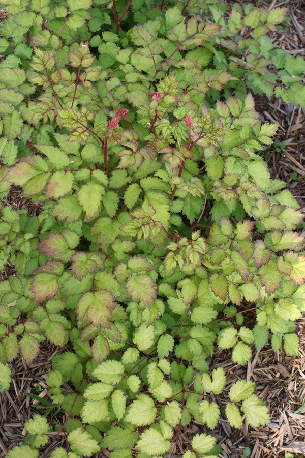 Image of Astilbe chinensis 'Amber Moon' PP 26,028 taken at Walters Gardens, MI