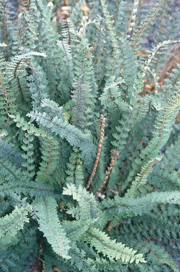Image of Astrolepis sinuata taken at Juniper Level Botanic Gdn, NC by JLBG