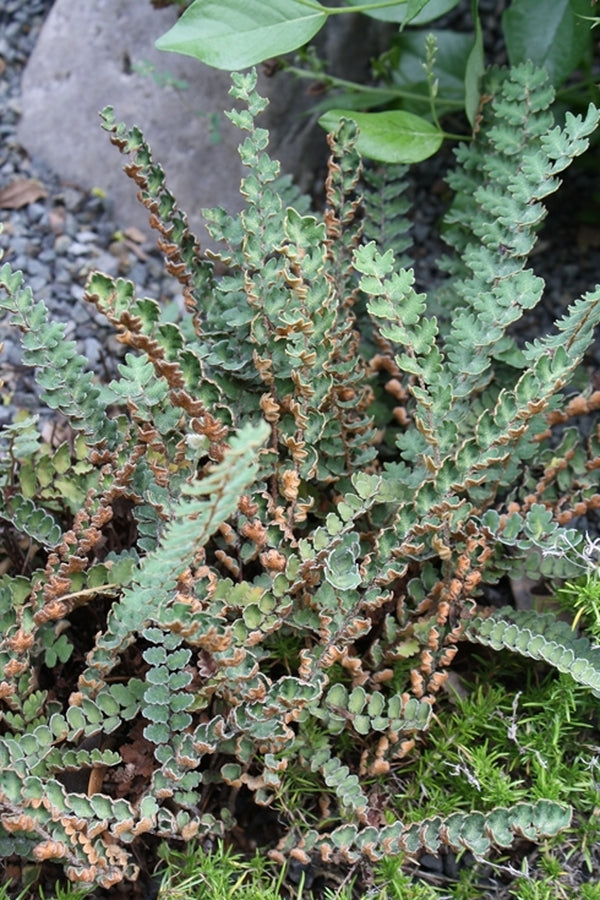 Image of Astrolepis sinuata taken at Juniper Level Botanic Gdn, NC by JLBG