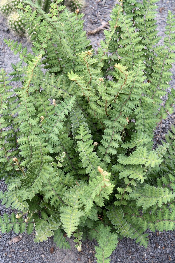 Image of Astrolepis sinuata taken at Juniper Level Botanic Gdn, NC by JLBG