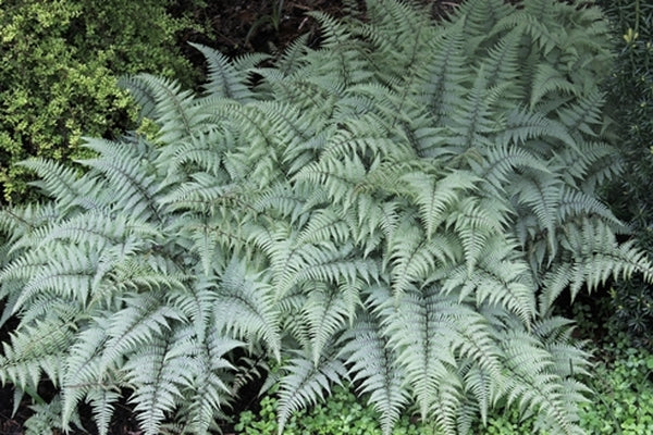 Plant Delights Athyrium Ghost