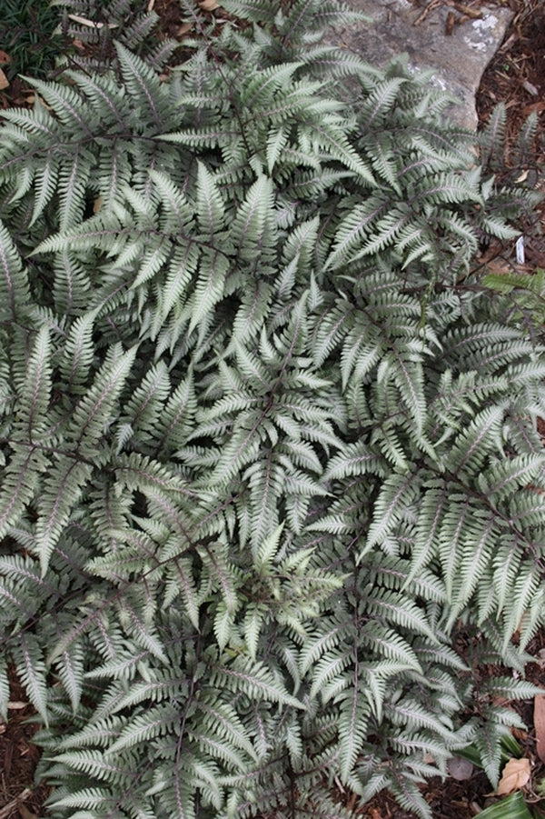 Image of Athyrium 'Godzilla' taken at Juniper Level Botanic Gdn, NC by JLBG