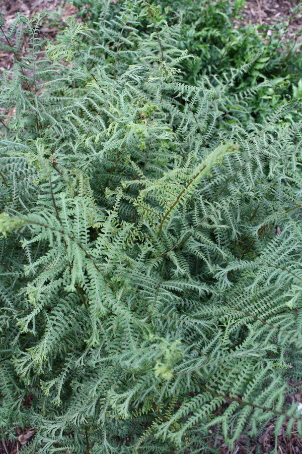 Image of Athyrium 'Ocean's Fury' PP 20,126 taken at Juniper Level Botanic Gdn, NC by JLBG