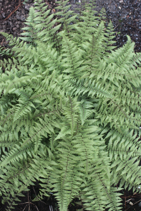 Image of Athyrium 'Silver Sentry' taken at Juniper Level Botanic Gdn, NC by JLBG