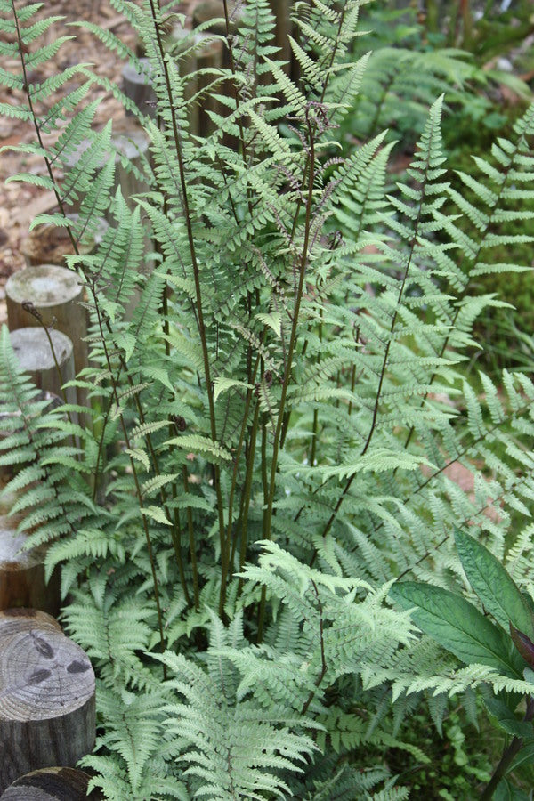 Image of Athyrium 'Silver Sentry' taken at Juniper Level Botanic Garden, Raleigh NC by JLBG