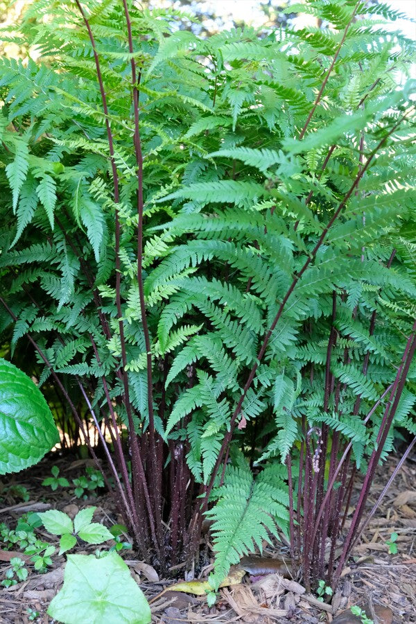 Image of Athyrium filix-femina 'Lady in Red' taken at Juniper Level Botanic Gdn, NC by JLBG