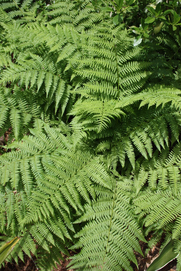 Image of Athyrium filix-femina taken at Juniper Level Botanic Gdn, NC by JLBG