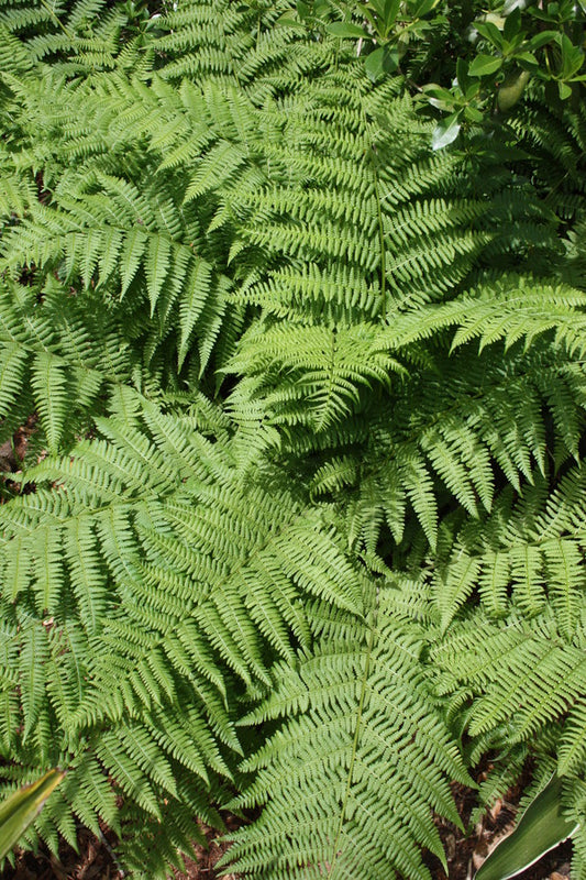 Image of Athyrium filix-femina taken at Juniper Level Botanic Gdn, NC by JLBG