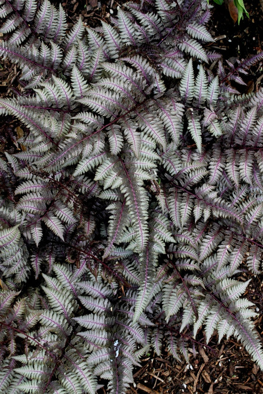 Image of Athyrium niponicum 'Burgundy Lace' taken at Juniper Level Botanic Gdn, NC by JLBG