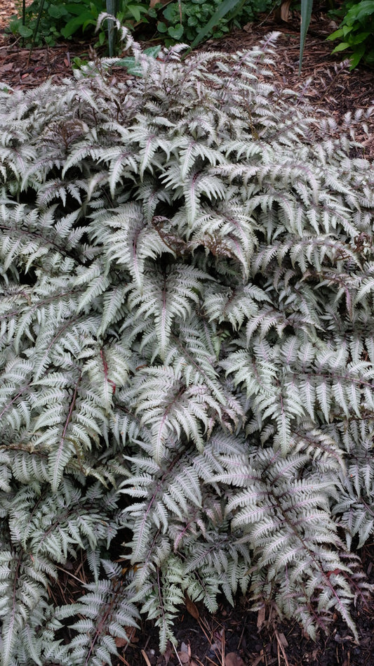 Image of Athyrium niponicum 'Pewter Lace' PP 15,721 taken at Juniper Level Botanic Gdn, NC by JLBG