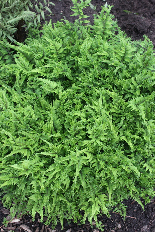 Image of Athyrium niponicum 'Rebel Rouser' taken at Juniper Level Botanic Gdn, NC by JLBG