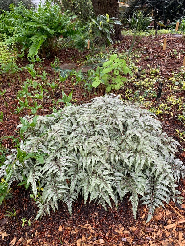Image of Athyrium niponicum 'Wildwood Twist' taken at Juniper Level Botanic Gdn, NC by Lidia Churakova