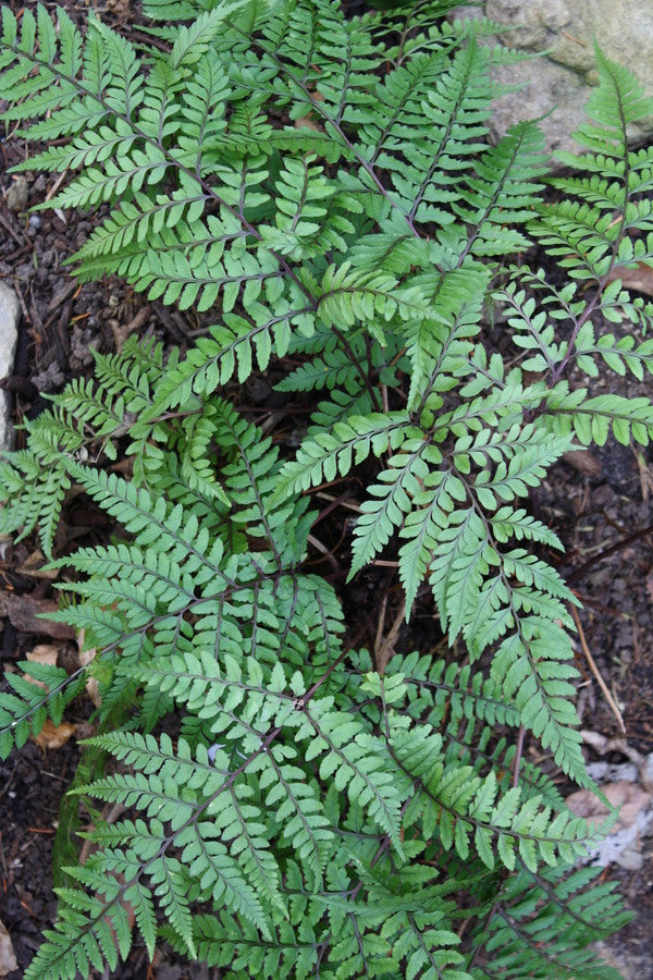 Image of Athyrium otophorum 'Okanum' taken at Juniper Level Botanic Gdn, NC
