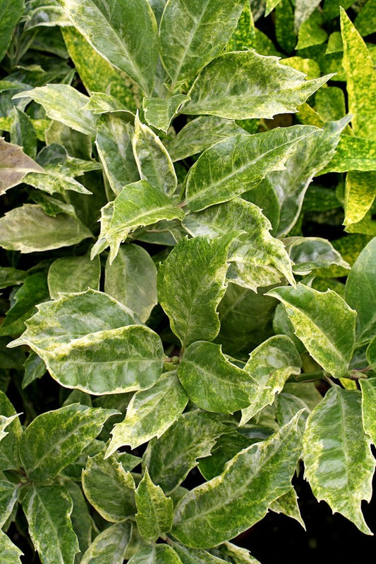 Image of Aucuba japonica 'Arashiyama' taken at Hawksridge Farms, NC