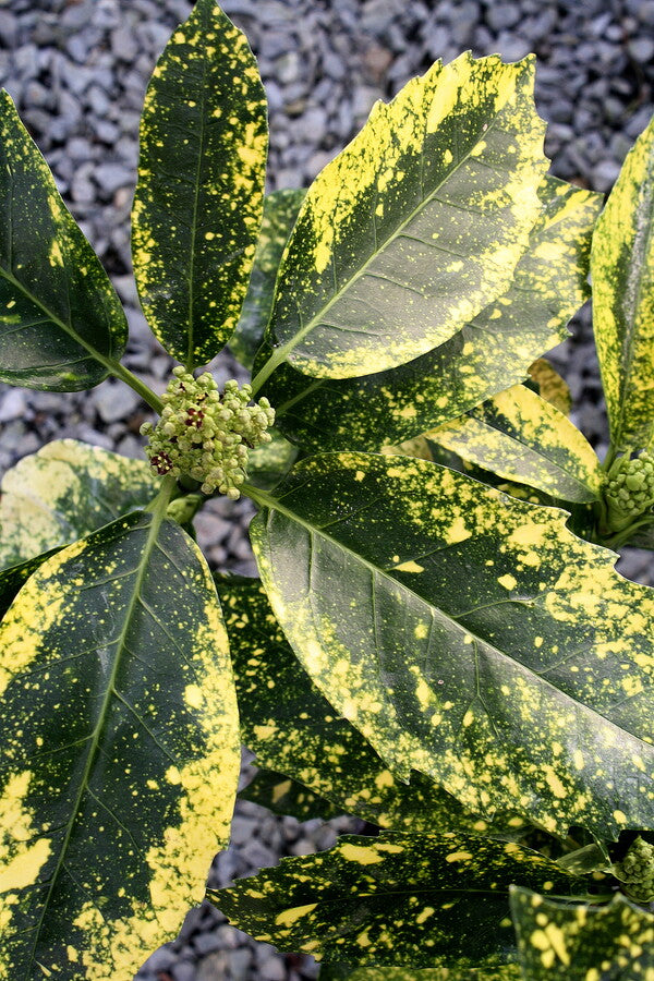 Image of Aucuba japonica 'Daisuke's Tiger' taken at Camellia Forest