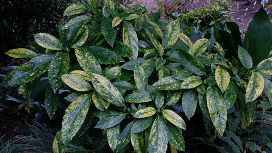 Image of Aucuba japonica 'Daisuke's Tiger' taken at Juniper Level Botanic Gdn, NC by JLBG