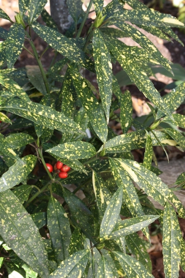 Image of Aucuba japonica 'Hosoba Hoshifu' taken at Juniper Level Botanic Gdn, NC by JLBG